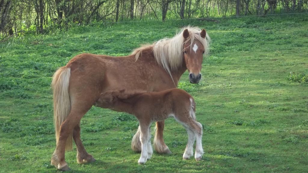 Gite Du Colombier Le Fied Экстерьер фото